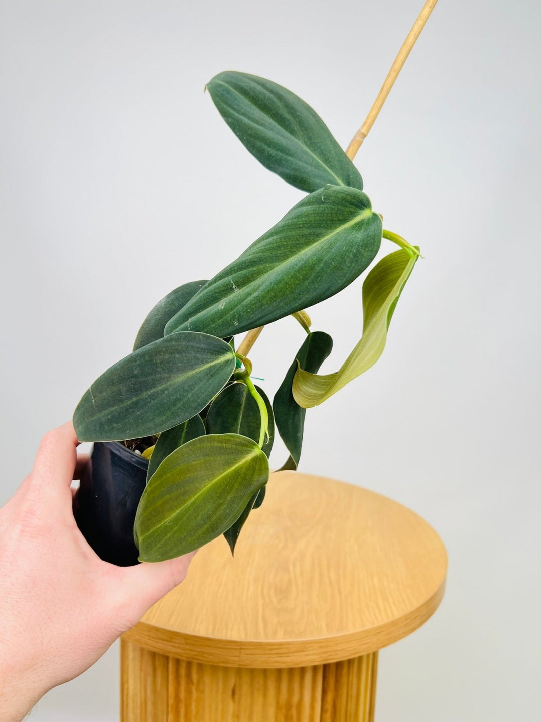 Philodendron gigas