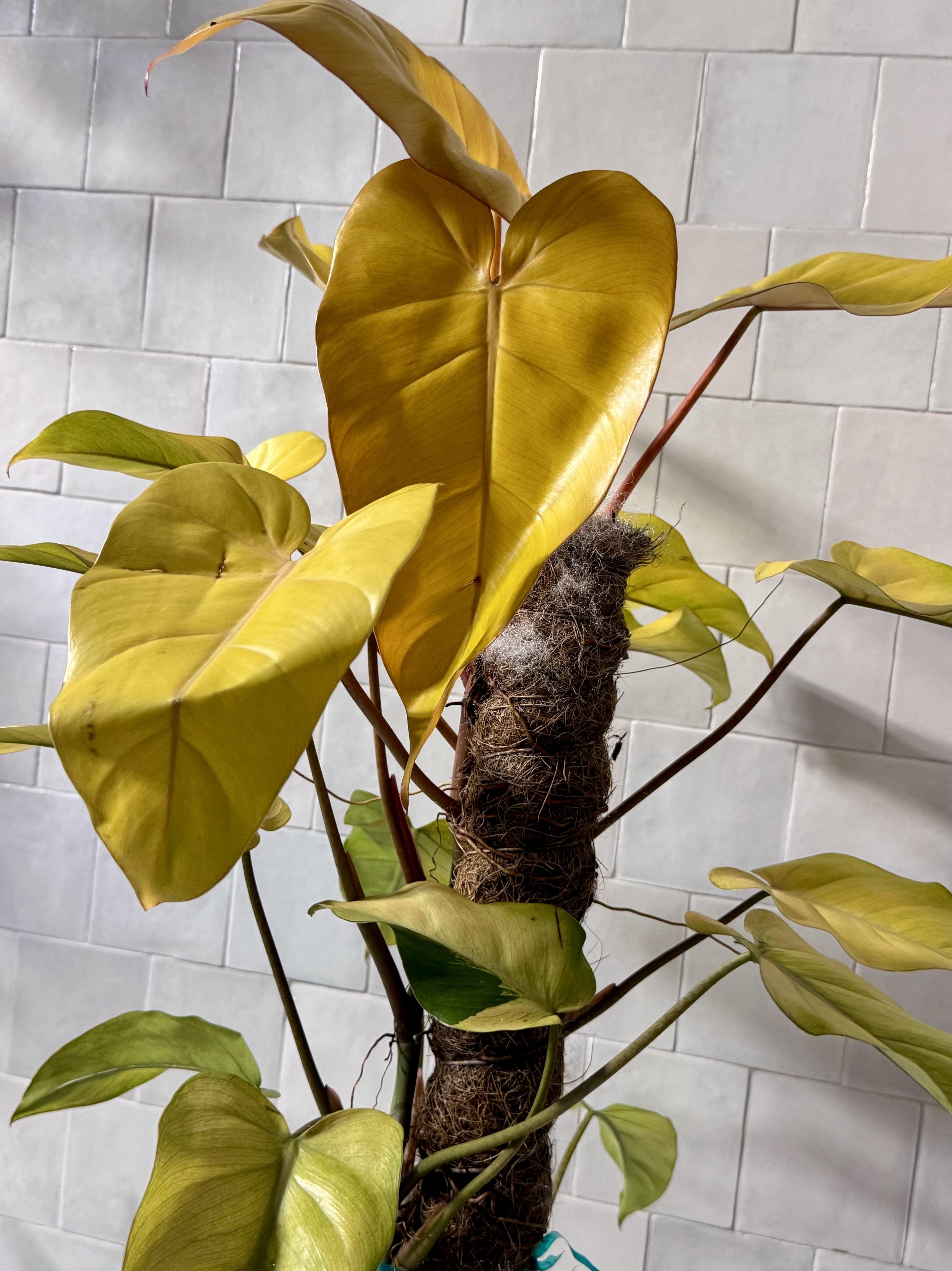 Philodendron Golden Erubescens