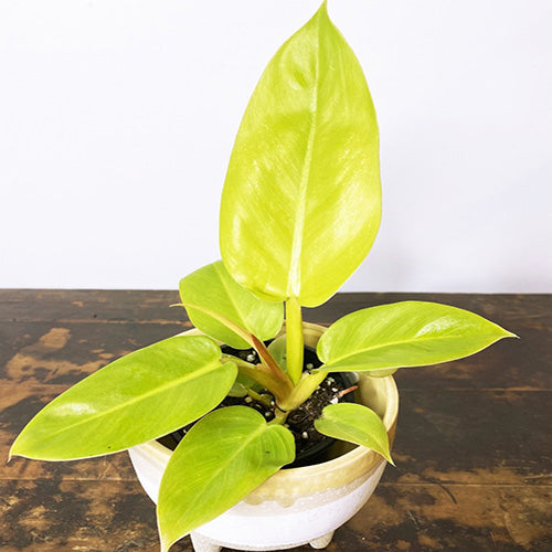 Philodendron Melinonii Gold