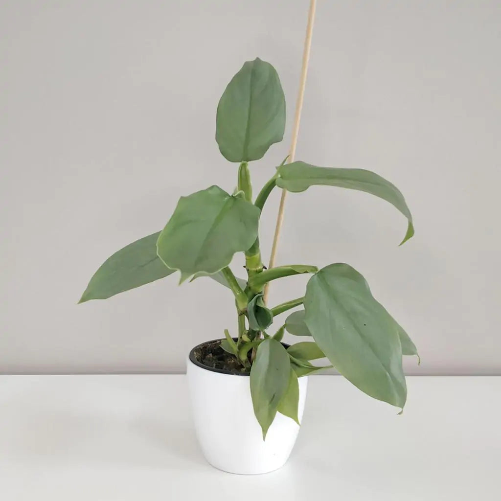Philodendron Silver Sword (Hastatum)
