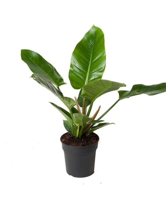 Philodendron Imperial green