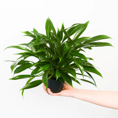 Philodendron Little Phil