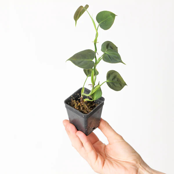 Philodendron Lupinum- Rare Plants