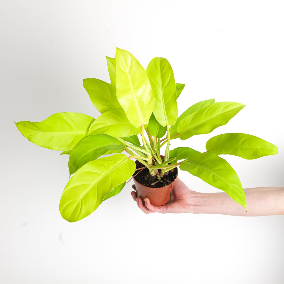 Philodendron Malay gold Miniature