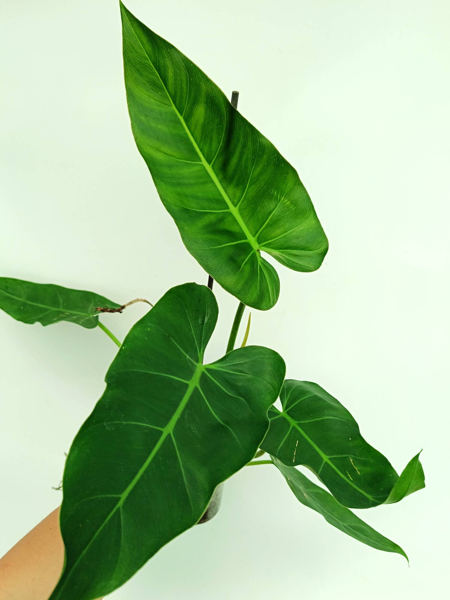 Philodendron Maximum