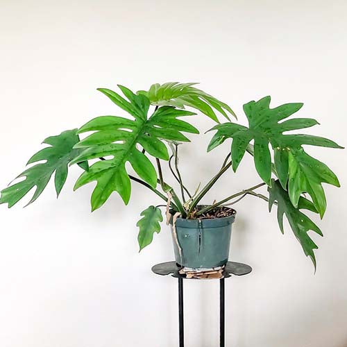 Philodendron Mayoi