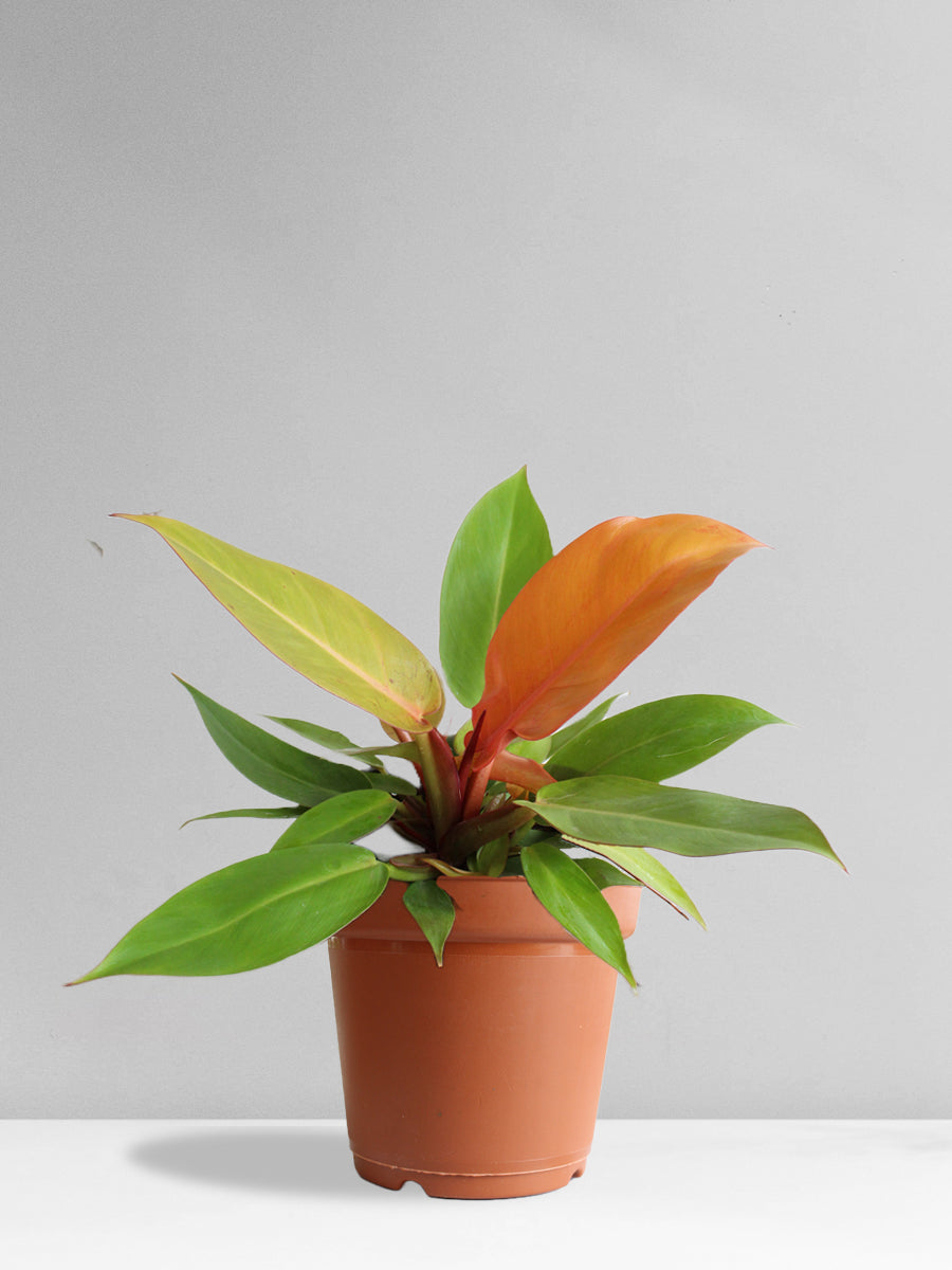 Philodendron orange splendor
