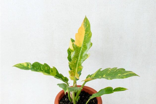 Philodendron Ring of Fire