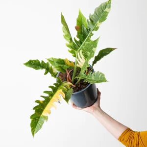 Philodendron Ring Of Fire Variegated - Rare - BIG