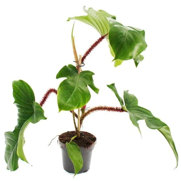 Philodendron Squamiferum, Red Bristle Philodendron
