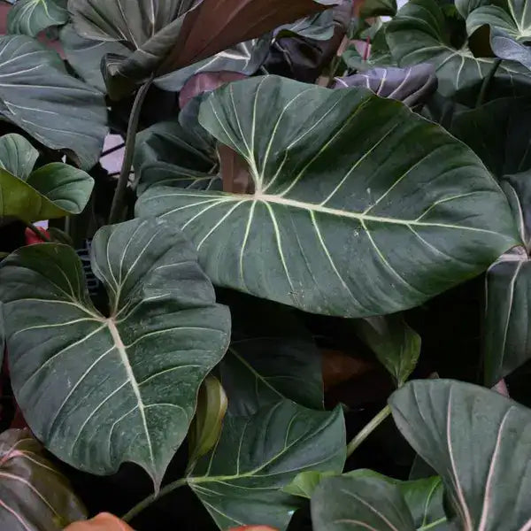 Philodendron Summer Glory Plant - Rare