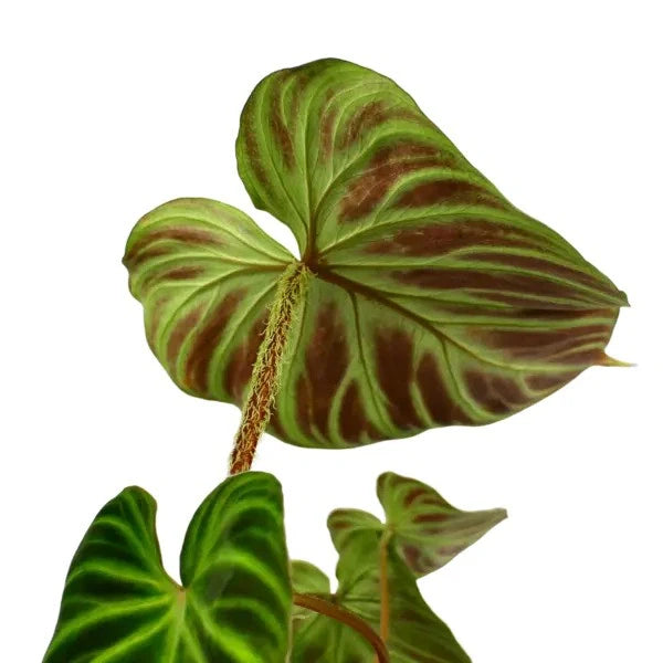 Philodendron Verrucosum Incensi