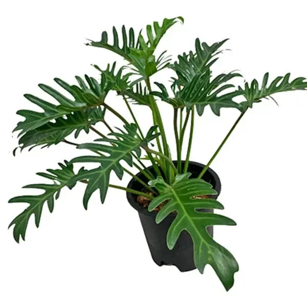 Philodendron Xanadu