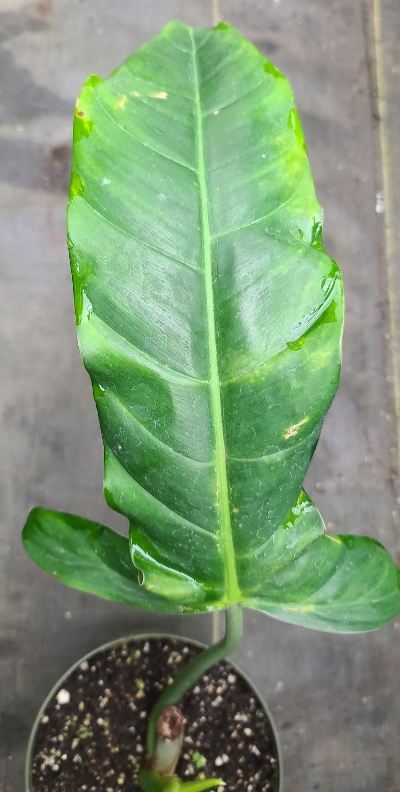 Philodendron barrosoanum giganteum