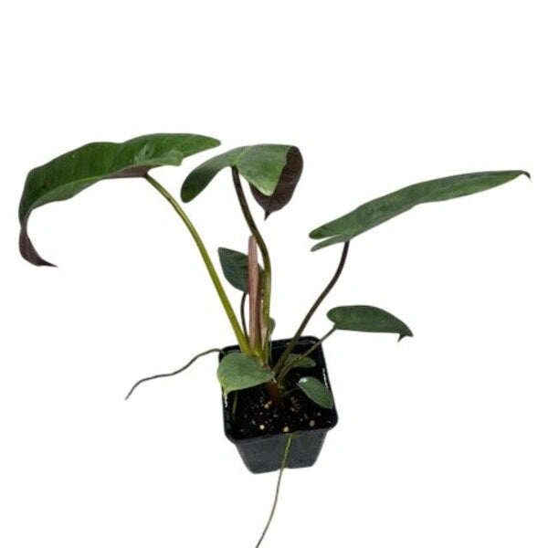 Philodendron Atabapoense - Rare