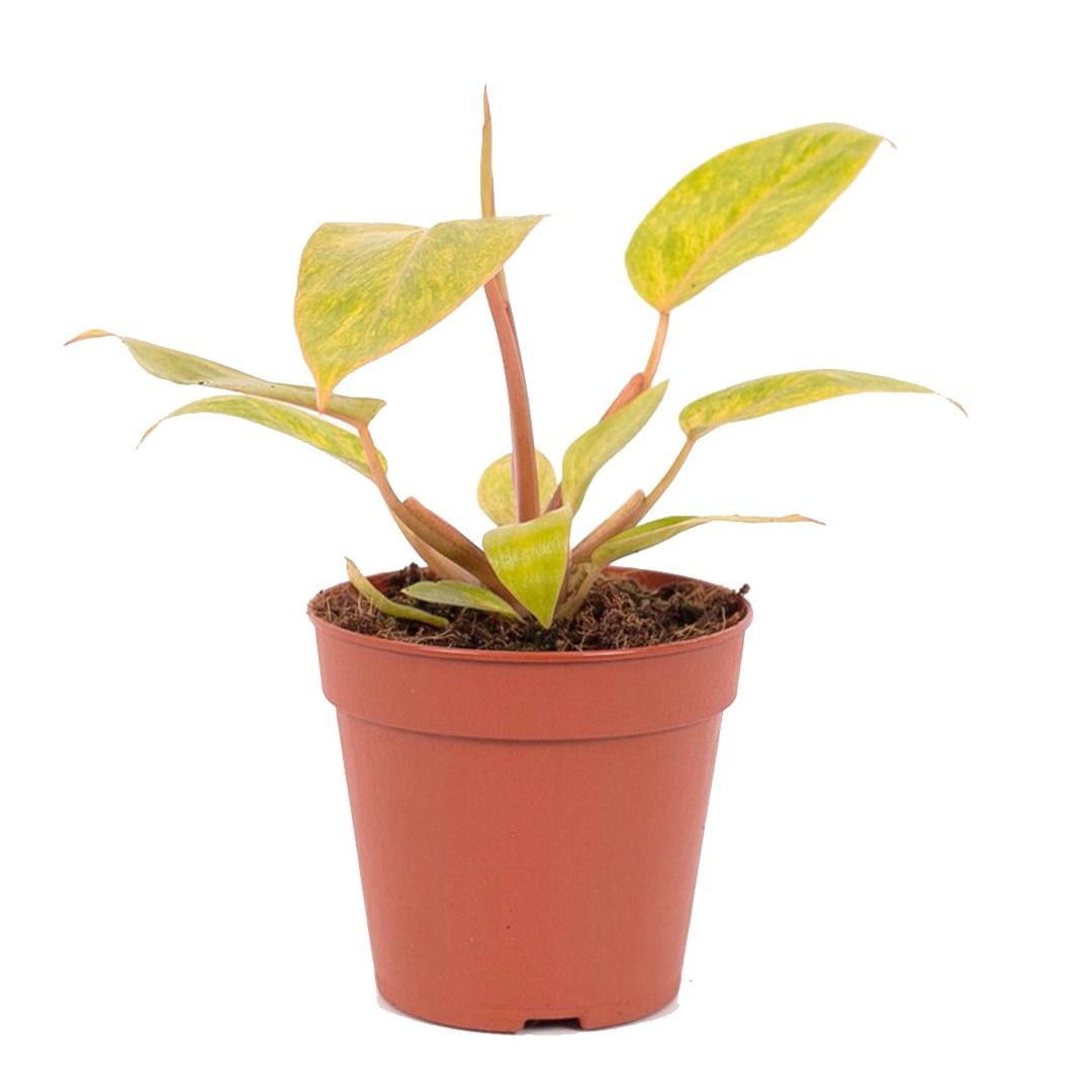 Philodendron Painted Lady