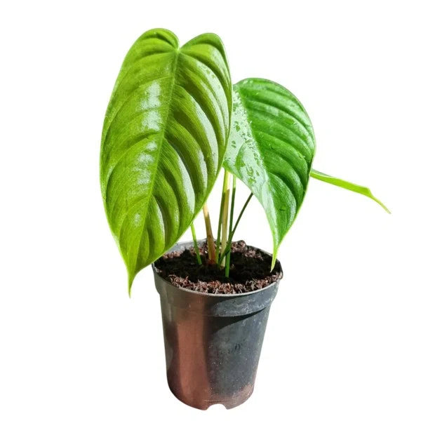 Philodendron Tenue - Rare Plant