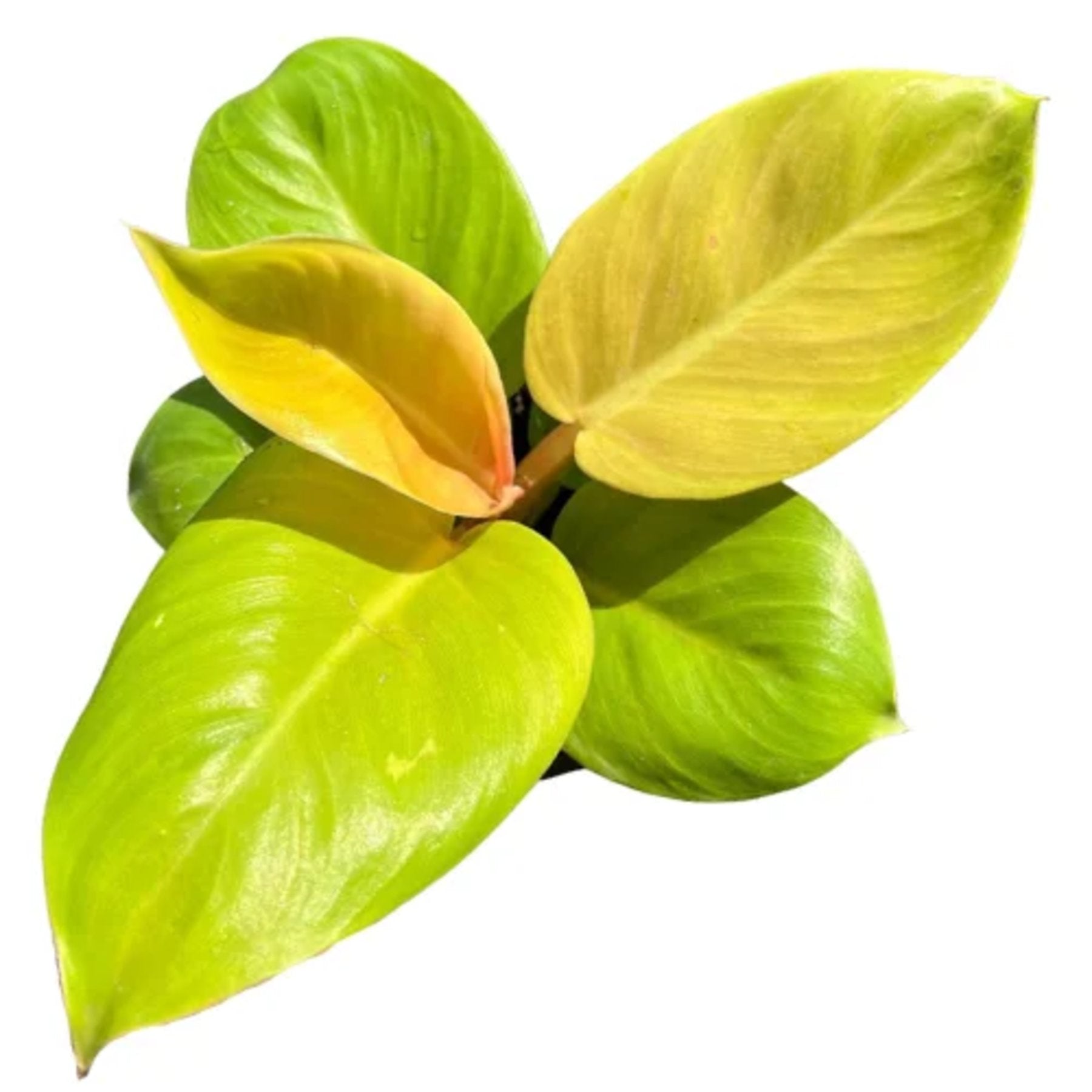 Philodendron Melinonii Gold – vibrant golden foliage of Philodendron Melinonii – Jiffy Sized