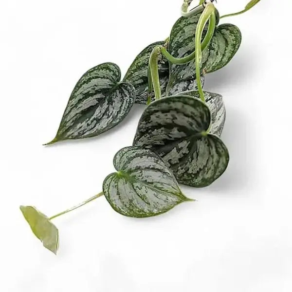 Philodendron Brandtianum (Node Propogation)