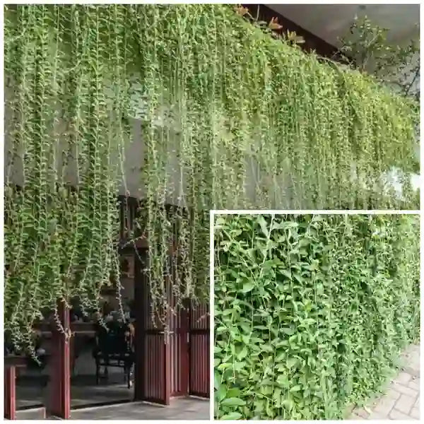 Curtain Creeper Plant, Parda bel, Vernonia Creeper Live Plant-Pack Of 10