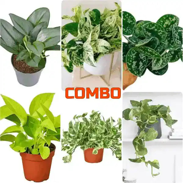 6 Scindapsus Varieties Combo Offer