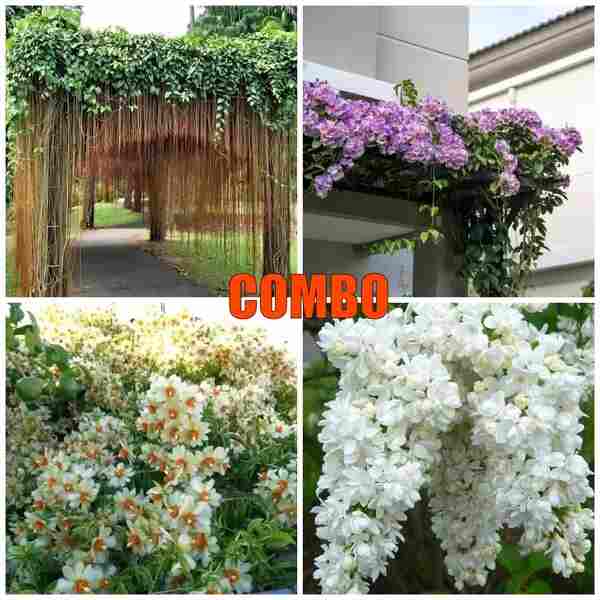 Zinfandel & white lilac (manimulla),Princess vine,Garlic vine,Lemon vine Plant Combo Offer
