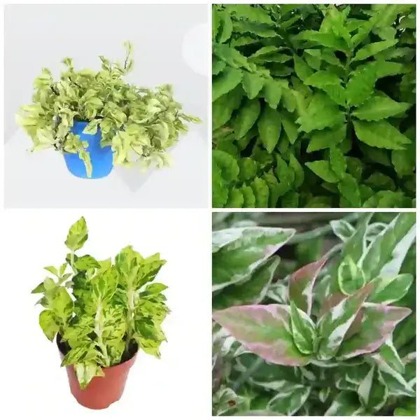 Pedilanthus 4 Plants Combo