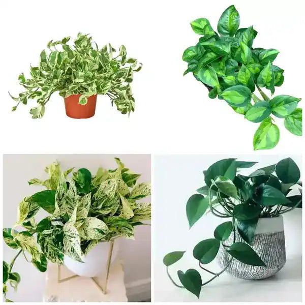 pothos 4 Plants Combo