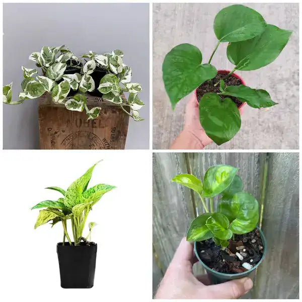 pothos 4 Plants Combo