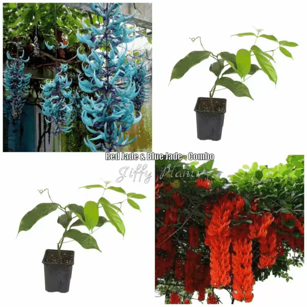 Red Jade + Blue Jade Plants - Combo