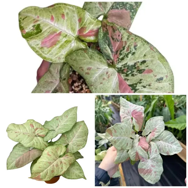 Syngonium Confetti Collection: 3 Rare & Beautiful Varieties Pack