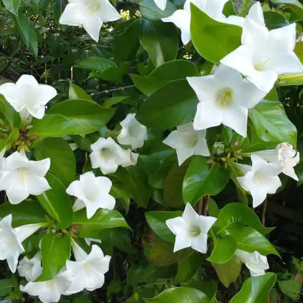 Portlandia Grandiflora, Jamaican Bell Flower - Rare