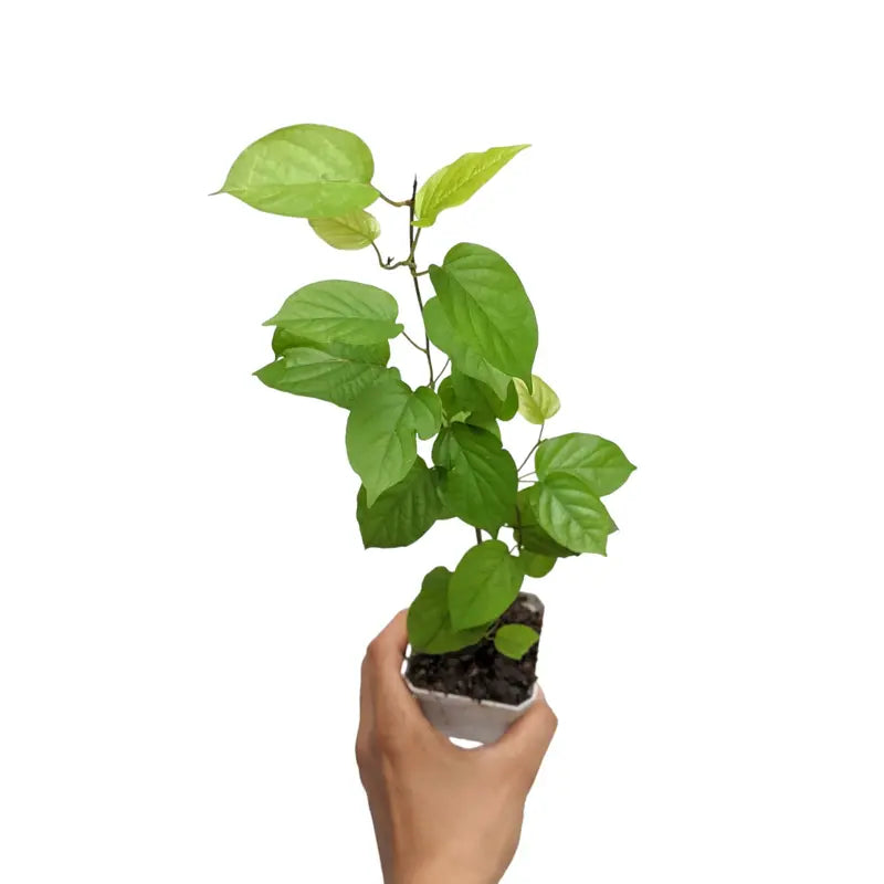 Manimulla, Zinfandel, White Lilac - SMALL
