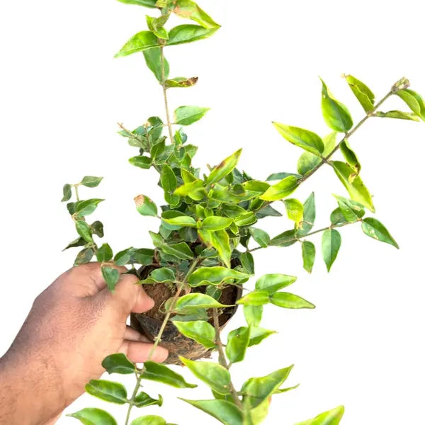 Jasminum Grandiflorum, Pichi Mulla