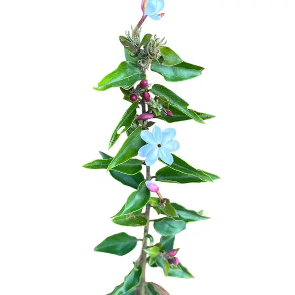 Jasminum Grandiflorum, Pichi Mulla