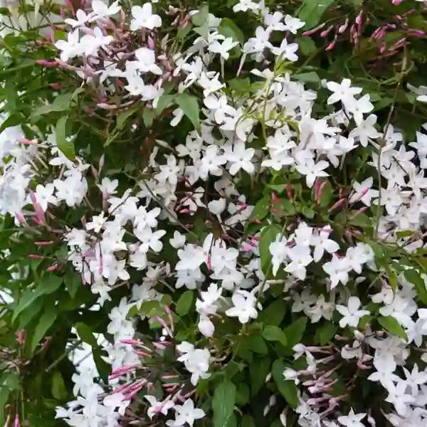 Jasminum Grandiflorum, Pichi Mulla