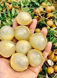 Ping Pong Longan Fruit Plant - Live Tree - Fruit