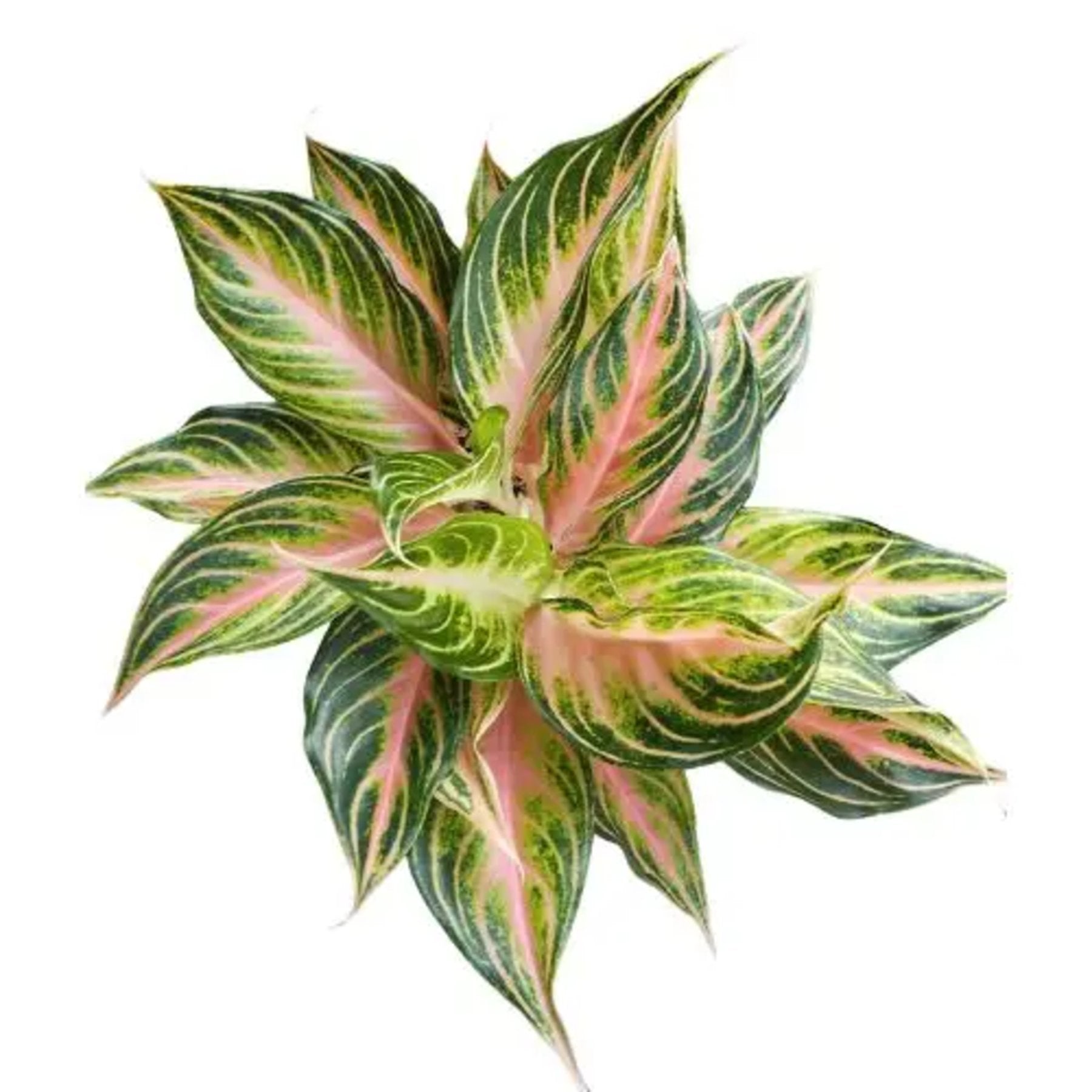 Aglaonema Pink Panama close up leaf detail – healthy nursery plant – Foliages.in