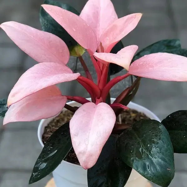 Philodendron Pink Congo - Rare