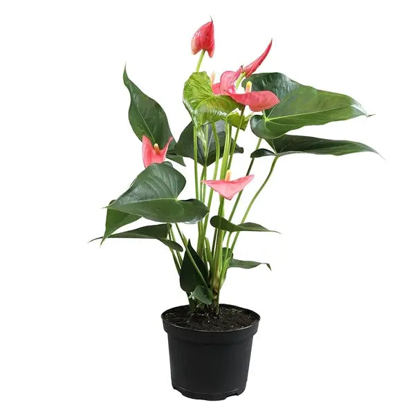 Pink Anthurium Plants - Single Shoot