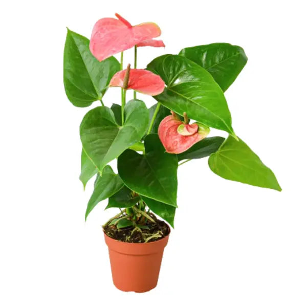 Pink Anthurium Plants - Double Shoot