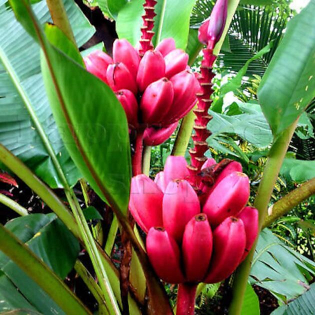 Musa velutina / Pink banana