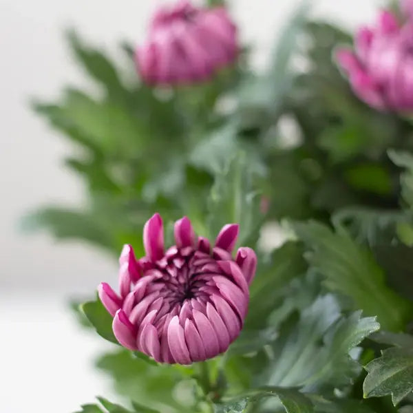 Jamanthi,Chrysanthemum Pink - Rare