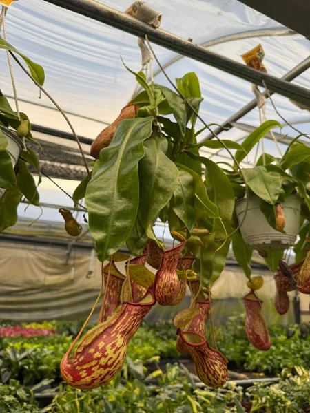 Dotted Pitcher Plant -- Bushy pot
