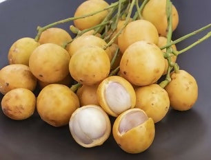 Burmese Grape Fruit Plants (Baccaurea ramiflora)