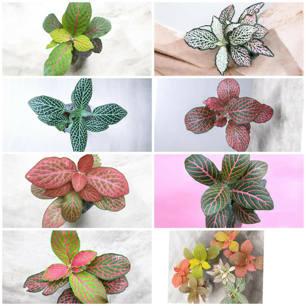 Fittonia-7 plants combo- Jiffy sized
