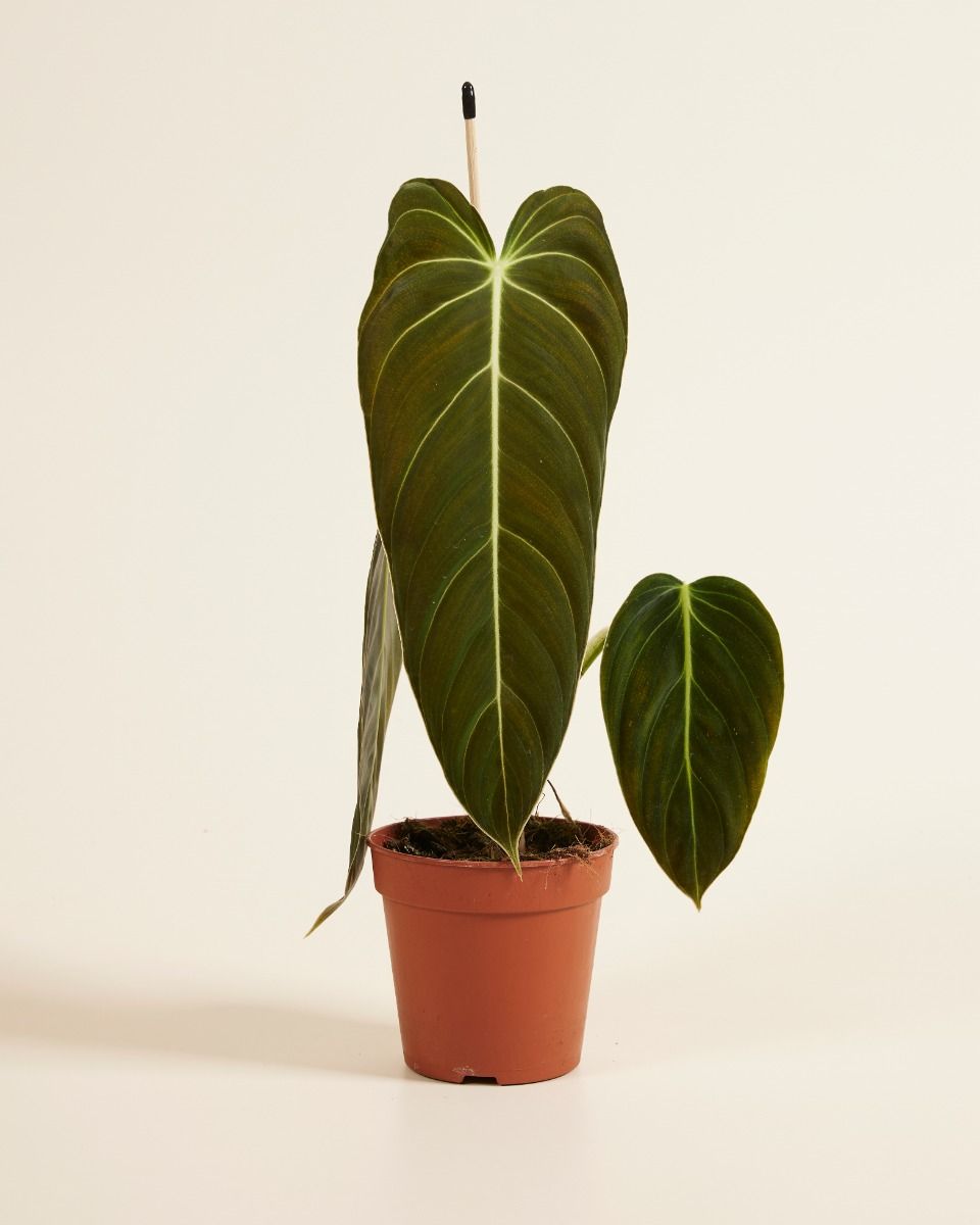 philodendron melanocrysum Philodendron melanocrysum – Foliages.in