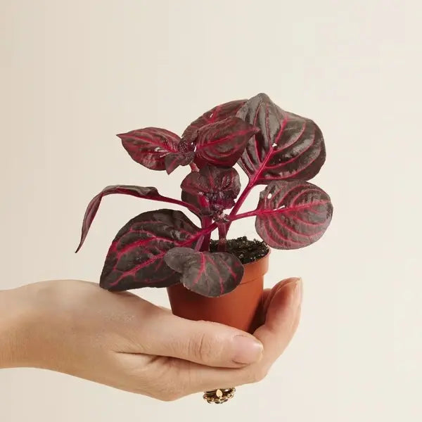 Iresine herbstii (Bloodleaf)