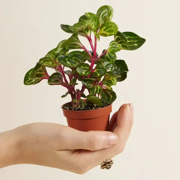 Iresine Herbsti Yellow