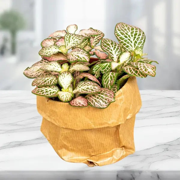 Fittonia Pink Tiger